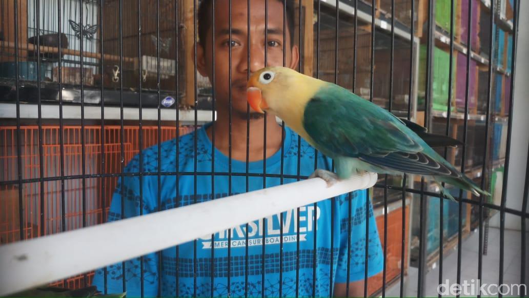 Memburu Kicauan di Dunia Maya: Panduan Lengkap Jual Beli Burung Online