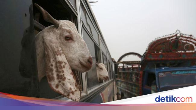 Hadits Tentang Qurban Dan Keutamaannya