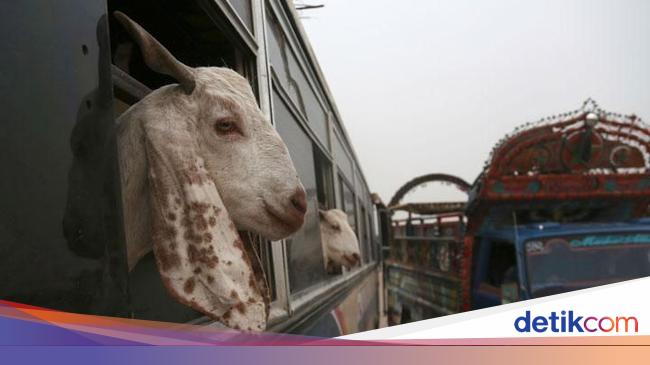 Hadits Tentang Qurban Dan Keutamaannya