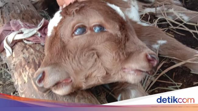 Sapi Merah Telah Lahir Jaketarofitzpatrick