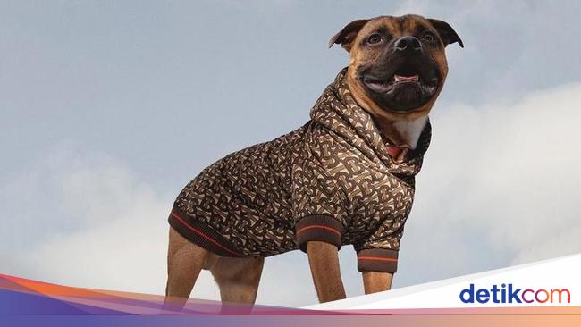 Burberry Rilis Jaket Stylish Khusus Anjing Seharga Rp 5 4 Juta