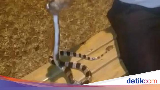 Satpam Iskandar Digigit Ular Weling Di Jari Telunjuk Tak Merasa Sakit Satpam Iskandar Digigit Ular Weling Di Jari Telunjuk Tak Merasa Sakit