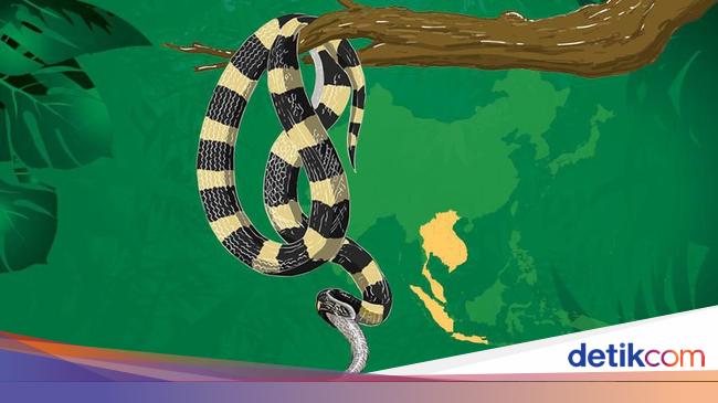 Tentang Bisa Ular Sangat Mematikan Yang Tewaskan Suami Istri