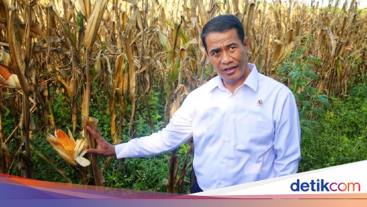 Amran Ungkap Detik-detik Dikabarkan Jadi Mentan Lagi dan Setuju