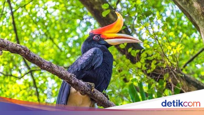 Ragam Spesies Hewan Unik di Kalimantan