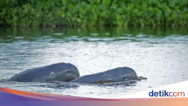 Pesut Mahakam Hewan Langka Di Ibu Kota Baru