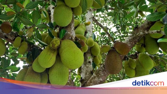  Pohon  Nangka Berkembang  Biak  Dengan  Cara  Puspasari