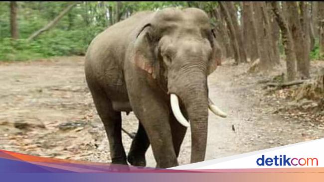 Imbas Karhutla Gajah Liar Jantan Keluar Dari Taman Nasional