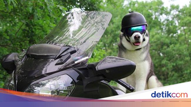 Foto Anjing Husky Yang Suka Touring Keliling Amerika Foto 2
