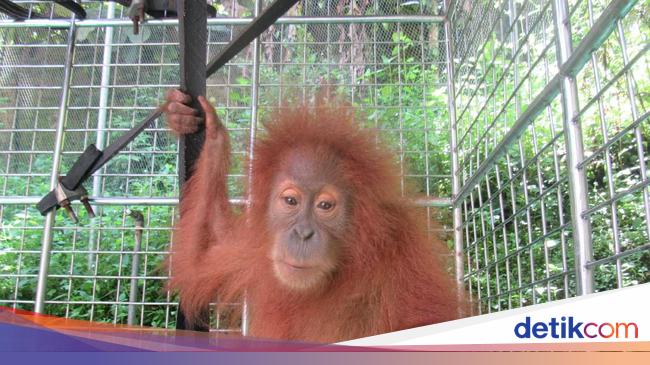 10 Hewan  Langka  yang Hanya ada di  Indonesia