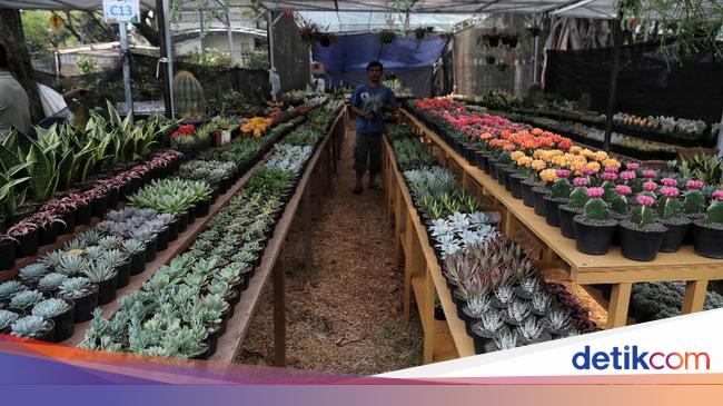 46 Koleksi Hantu Flora Gratis