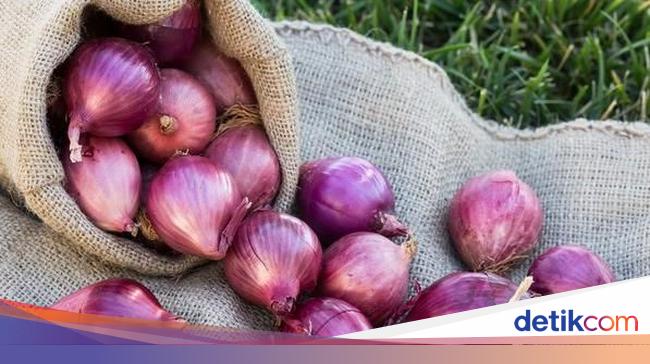 Cara Terbaik Tanam Bawang Merah Dengan Pot Sumber Plastik