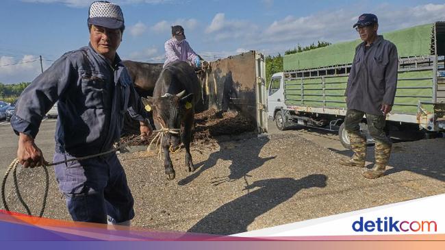 Melihat Proses Pembuatan Daging  Sapi  Kobe yang Paling 