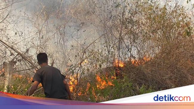 Diduga Akibat Puntung Rokok Lahan Perkebunan Di Polman Habis Terbakar 0280