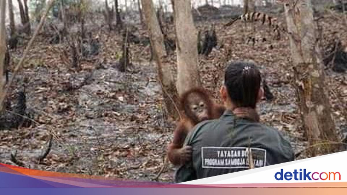 Multfilmdagi jinsiy aloqa Kiara Miadan chiroyli video kompilyatsiyasi, u chidab tura olmaguncha sikishadi!