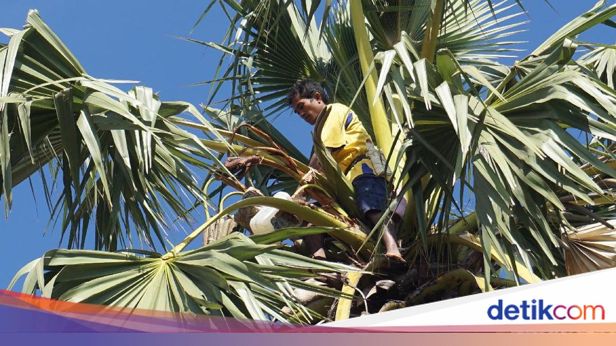 Minuman Moke Khas NTT yang Beralkohol, Simbol Persaudaraan dan Penghormatan