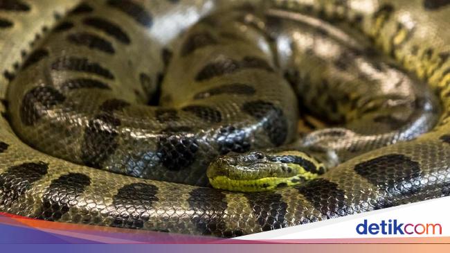 8 Ular Terbesar Dunia Termasuk Raja Piton Hutan Kalimantan