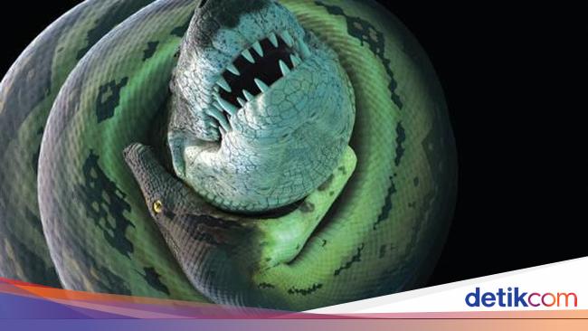 The 14 meter Titanoboa: The Largest Snake to Ever Crawl the Earth