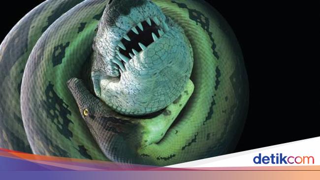 Raja Piton Masih Kalah Ular Raksasa Titanoboa Makan Buaya Besar