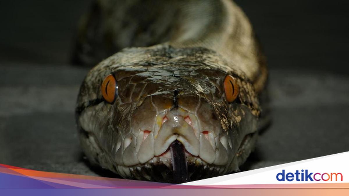 Mengenal Ular-ular 'Raksasa' di Indonesia