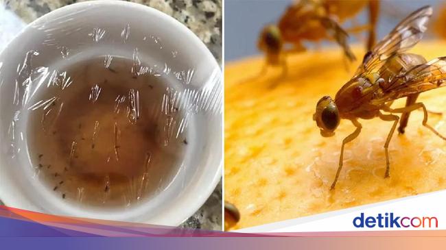 Pakai Cara Mudah Ini Untuk Basmi Lalat Buah Agar Buah Tetap Segar Pakai Cara Mudah Ini Untuk Basmi Lalat Buah Agar Buah Tetap Segar