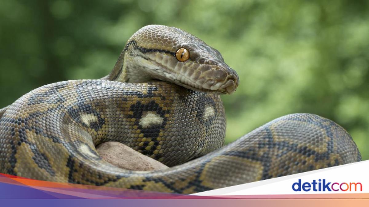 Apakah Ular Sanca Kembang Mematikan? Simak Penjelasannya