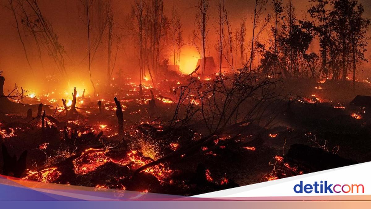 Badai Api Potret Api Membara yang Hanguskan Hutan Kalimantan