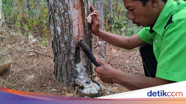 Geliat Kelompok Tani Hutan Di Ponorogo Menyadap Getah Pinus