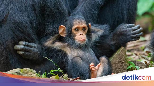 10 Hewan Terpintar di Dunia, Ada yang Tak Terduga