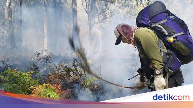 Kawasan Konservasi Gunung Arjuno Kembali Terbakar - Detiknews
