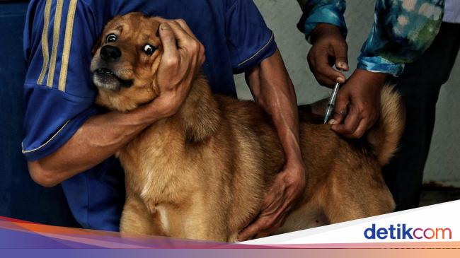 “Understanding Rabies: Symptoms and Stages of the Deadly Virus”