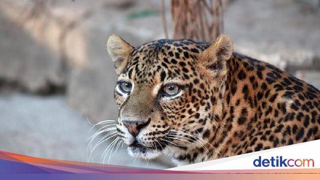 Melihat Macan  Tutul Jawa yang Terancam Punah di Kebun 