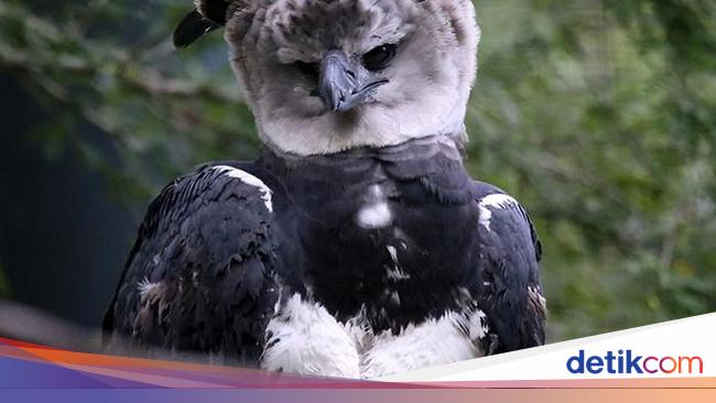 Facts about the Harpy Eagle, the largest eagle in the world, also in Indonesia