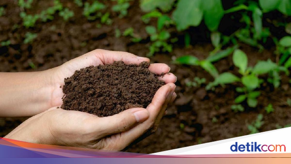 Hari Tanah Sedunia 5 Desember 2025: Tema dan Cara Merayakan