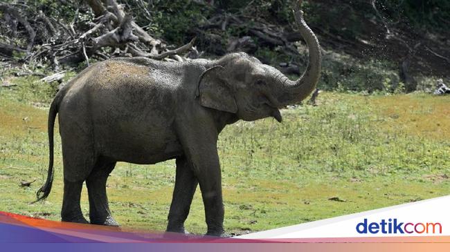 Waduh Gajah Yang Doyan Durian Ini Serang Toko Makanan Di Thailand
