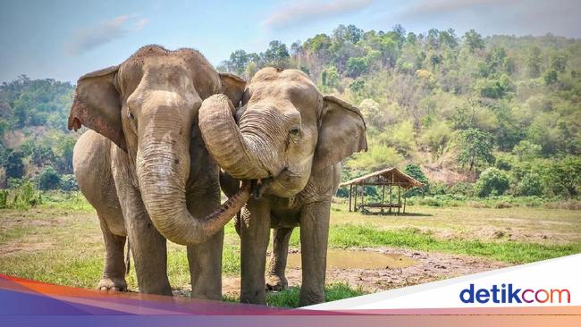 Di Tempat Ini, Gajah-gajah Korban Penyiksaan Manusia Beristirahat