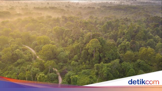 Mengembalikan Hutan Tesso Nilo sebagai Rumah Gajah