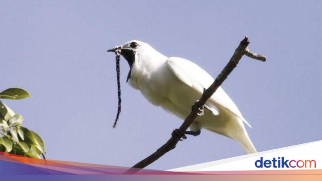 Cuitan Burung Ini Saat Kawin Lebihi Ambang Batas Rasa Sakit Manusia