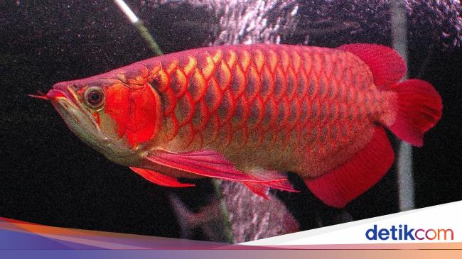 980+ Kolase Ikan Arwana Gratis Terbaik 980+ Kolase Ikan Arwana Gratis Terbaik
