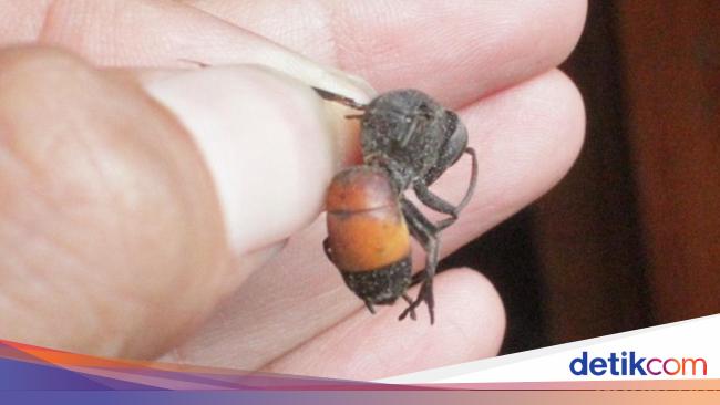 Antisipasi Tawon Vespa Damkar Medan Gencarkan Ott Sarang Tawon Antisipasi Tawon Vespa Damkar Medan Gencarkan Ott Sarang Tawon