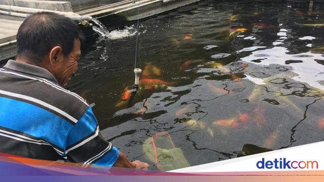 Peternak Ikan Koi di Mojokerto Rugi 10 Juta Akibat Cuaca Panas - Detiknews