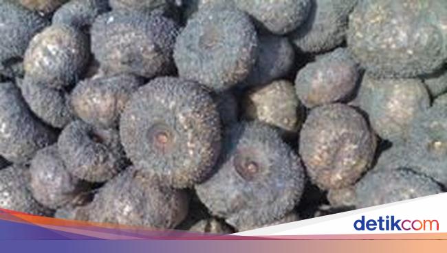 Seputar Tanaman Porang Yang Bikin Eks Pemulung Jadi Miliarder