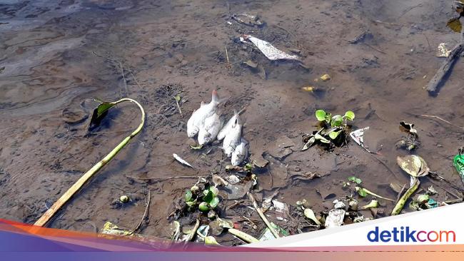 Pencemaran Sungai Bengawan Solo Makin Menjadi Jadi 9637