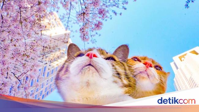 Dua Kucing Imut Ini Sudah Keliling Jepang Lho