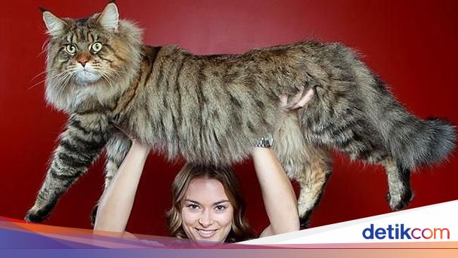 Kumpulan Potret Kucing Peliharaan Raksasa Sungguh Ada
