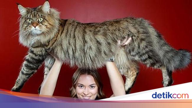 Kumpulan Potret Kucing Peliharaan Raksasa Sungguh Ada