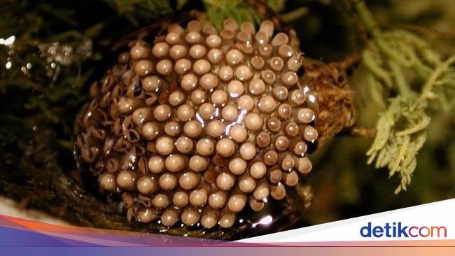 Potret Serangga Air Raksasa yang Disebut Dalam Hoax Bikin Kulit Bolong