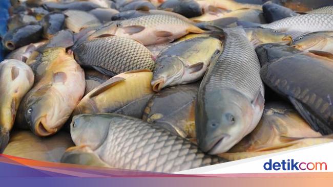 Hari Ikan Nasional Ini 5 Ikan Air Tawar Indonesia Yang Populer