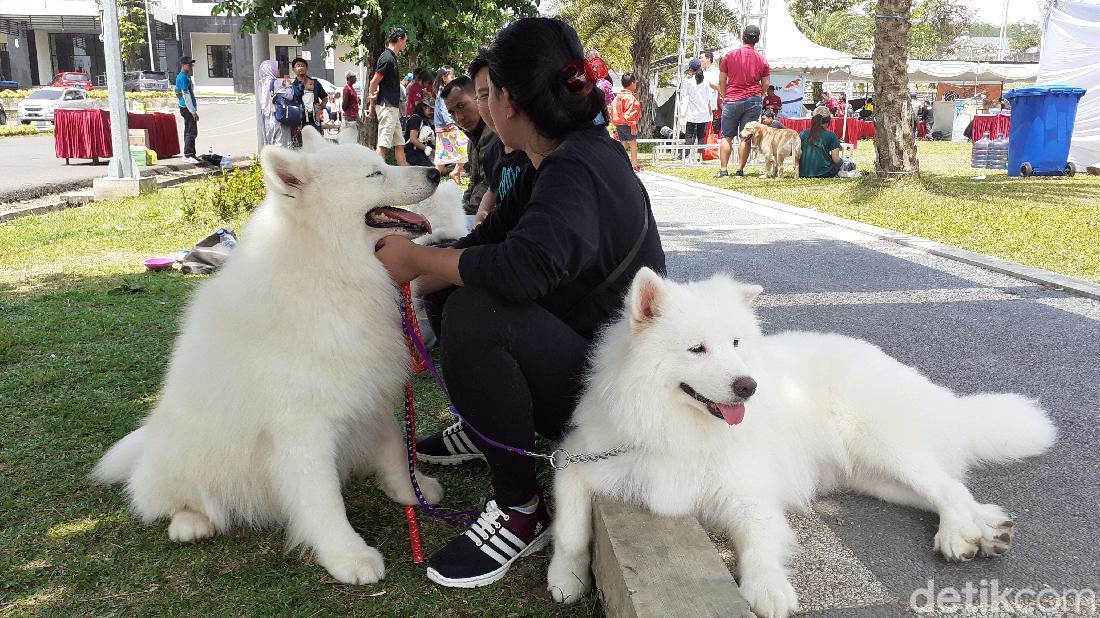 Tiga Tempat Jagal Anjing Ditemukan Di Malang Raya