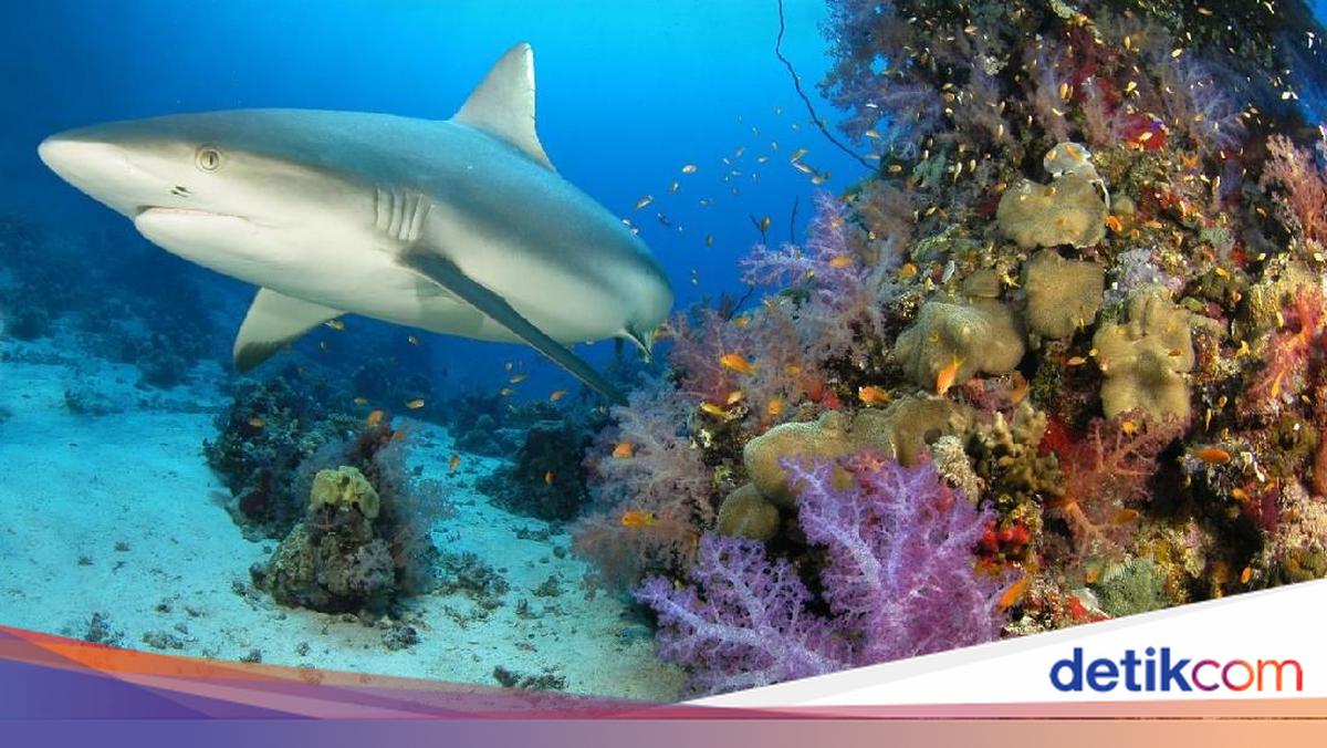 Hiu, Predator Laut yang Kanibal Sejak Sebelum Lahir